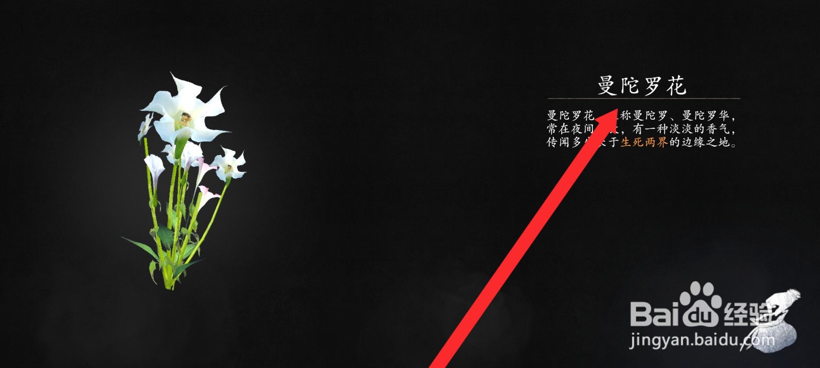 捕盗行纪如何查看到曼陀罗花