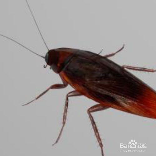 把蟑螂踩死在地上怎么处理