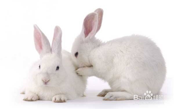 家兔繁殖中如何提高繁殖率