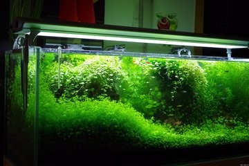 水族箱如何护理?