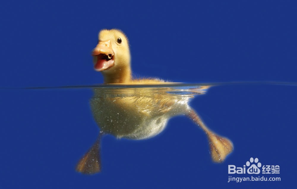 游泳有哪些禁忌事宜事项