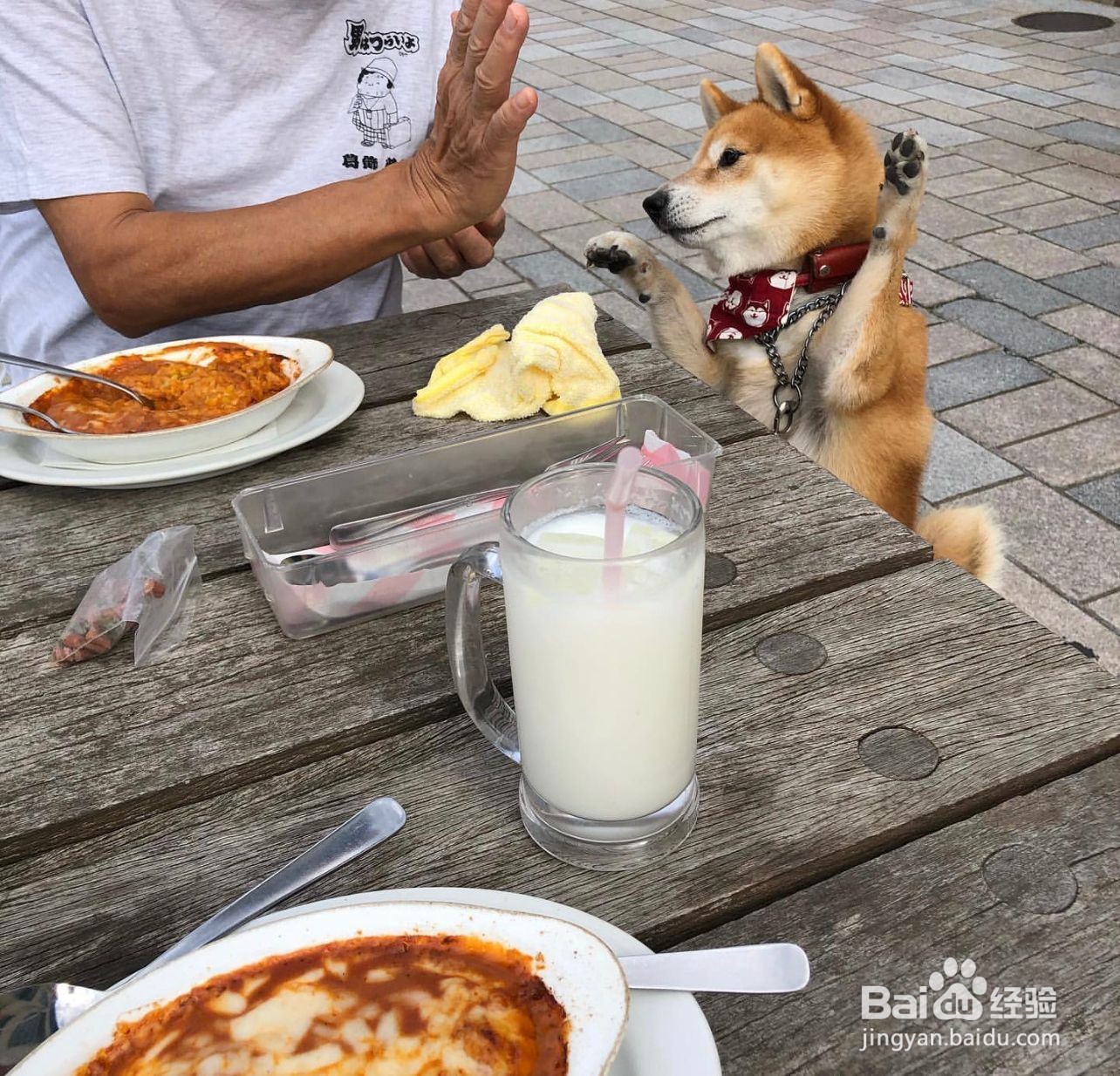 柴犬幼犬的选择方法