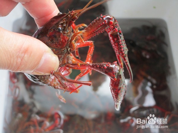 麻辣小龙虾做法