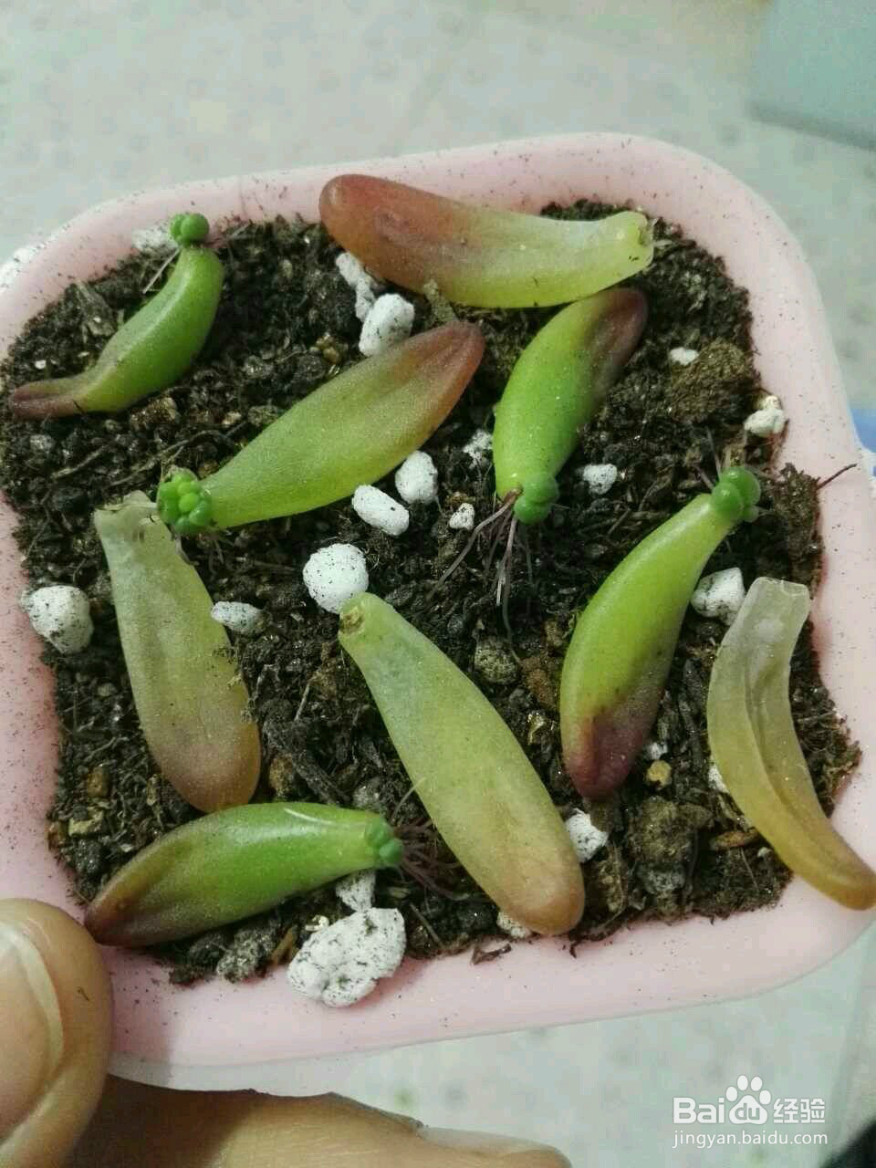 多肉植物怎么种(养)