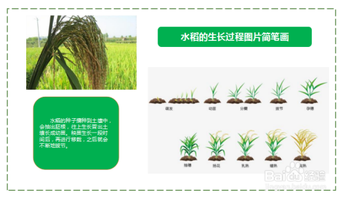 水稻的生长过程图片简笔画