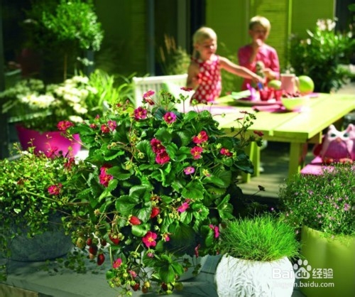 适合摆在家里的24种绿色植物