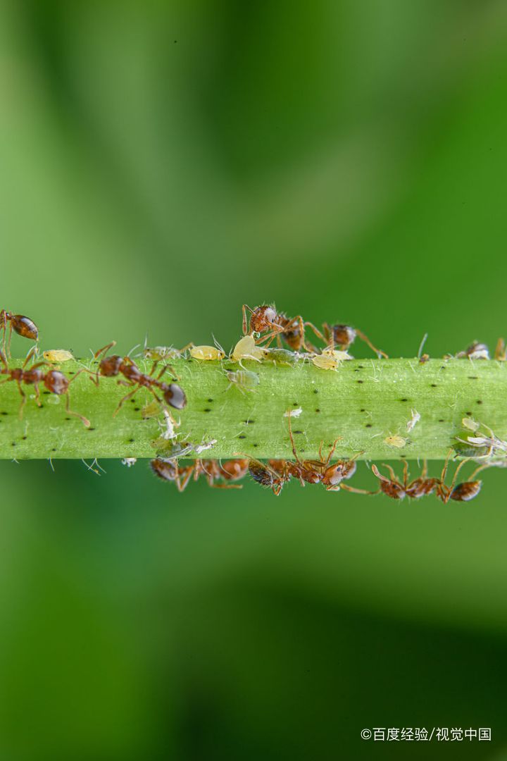 红蚂蚁消灭最简单方法
