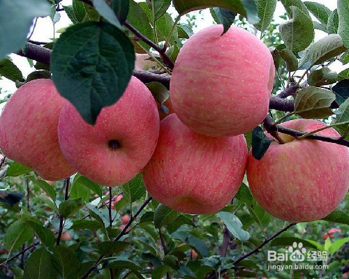 长期吃苹果居然会这样！