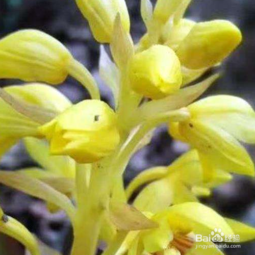 蟹脚兰怎么促进开花