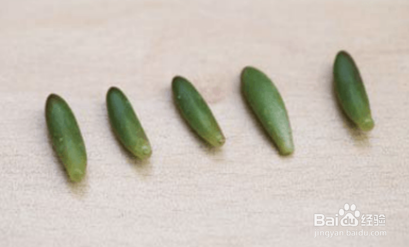 如何给多肉进行叶插繁殖？