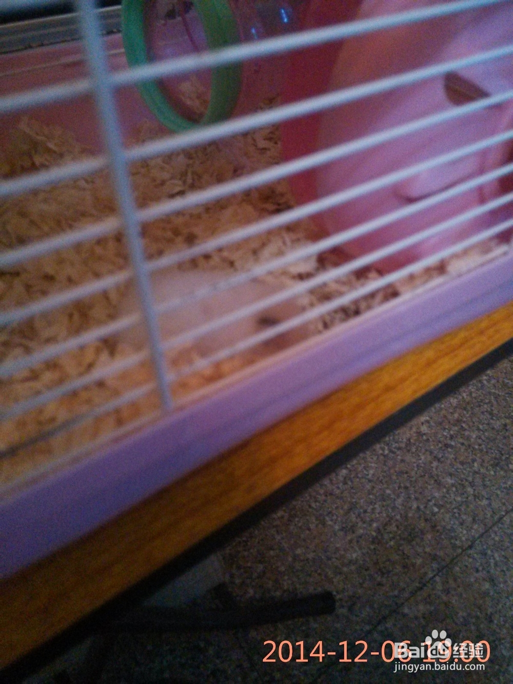 我的小仓鼠：[1]测试：我适合养仓鼠吗？