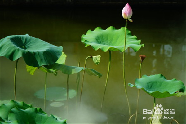 荷花应该怎么养