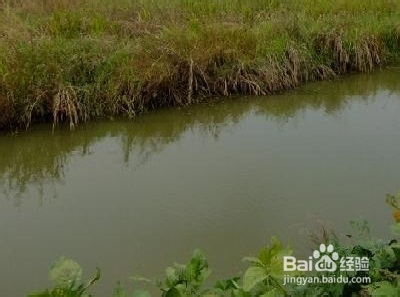 捕捉野生龙虾的实用技巧