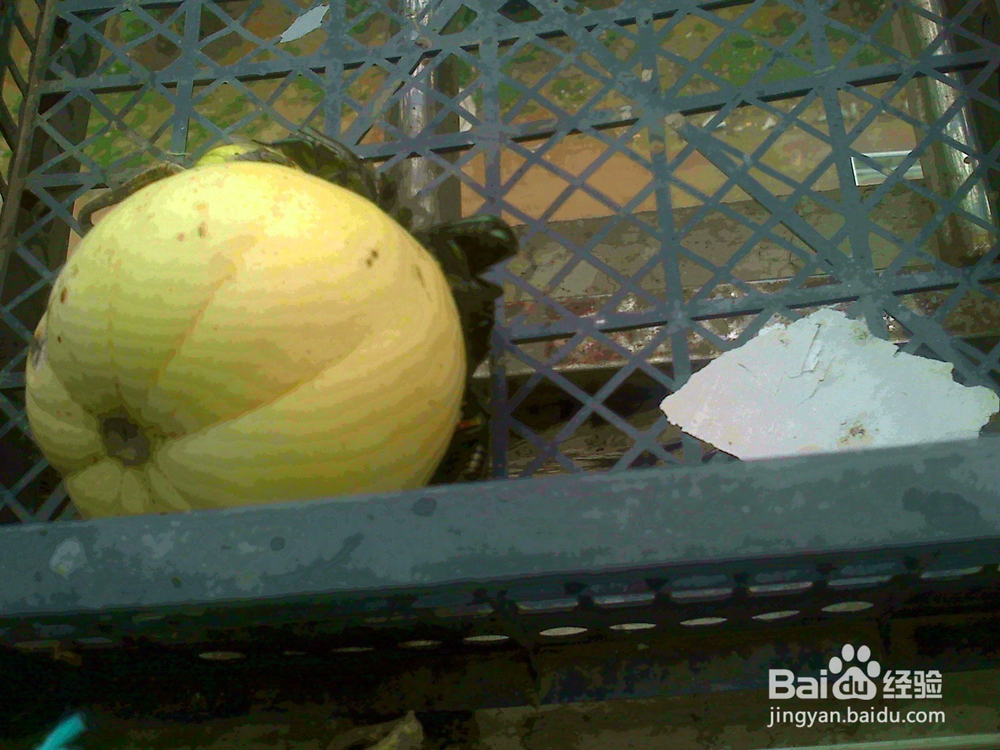 #智能# 老年人用相机捕捉甲克虫吃香瓜的画面