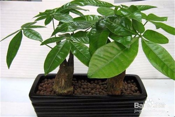 招财树的养殖方法和注意事项都有哪些？