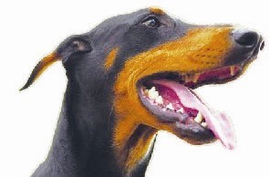 被狗咬了怎么办，这几个常识必懂！