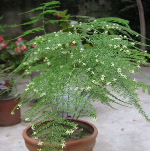 文竹的养殖方法？