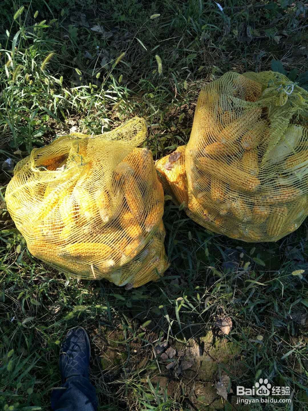 秋收玉米歪了怎么办