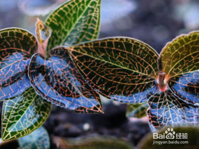 金线莲和银线莲有哪些区别？