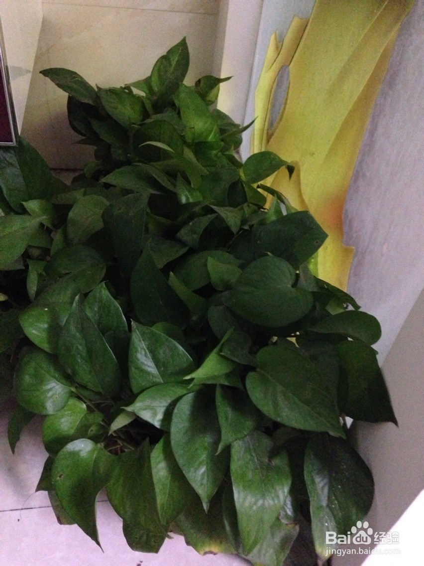 新装修的房子要摆放的植物