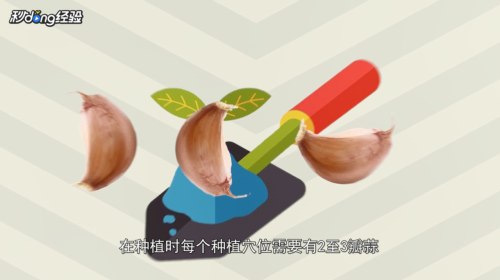 大蒜怎么种植