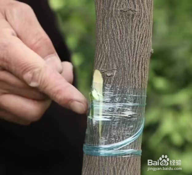 柚子树怎么嫁接