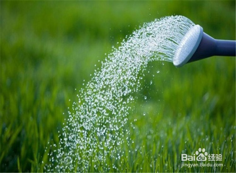 月季从播种到发芽、长叶、开花的全过程