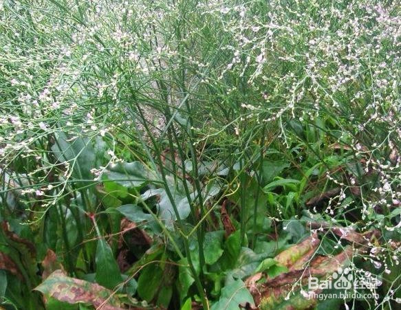 怎样种植养护满天星