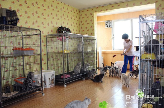 养”猫咪”需要准备什么