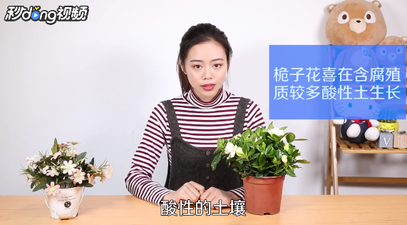 如何养殖栀子花