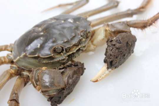 为什么大闸蟹这么贵