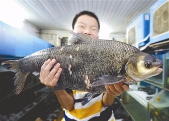 如何进行鳊鱼和团头鲂的成鱼养殖。