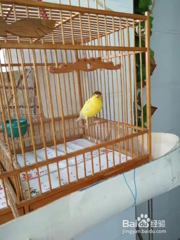 黄玉鸟的饲养方法