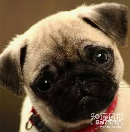 如何为狗狗挑选优质的狗粮？