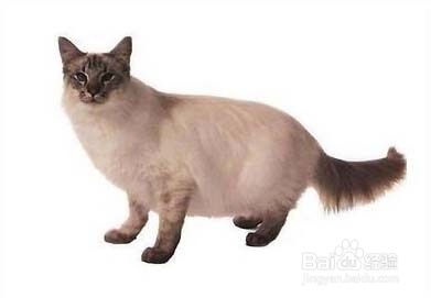 怎样选购土耳其梵猫