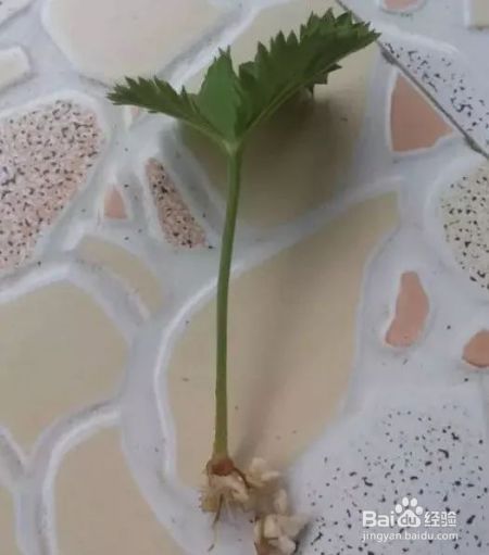 这花千万别花钱买，一片叶子能养十几盆，朋友看了都抢着要！