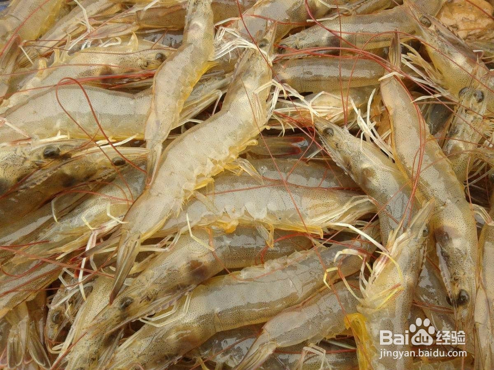 <b>怎样把握养殖对虾收获的时机</b>