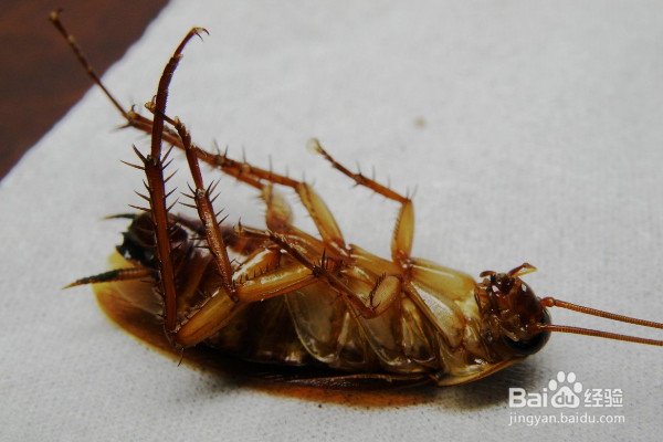 蟑螂是怎么来的