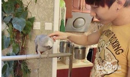 如何教灰鹦鹉学习说话