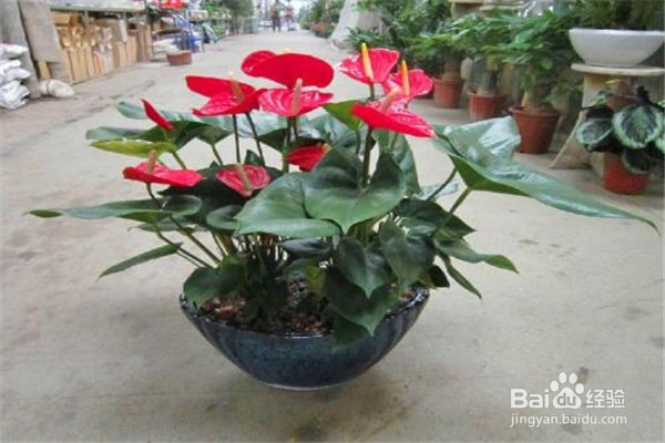 红掌怎么养和注意事项