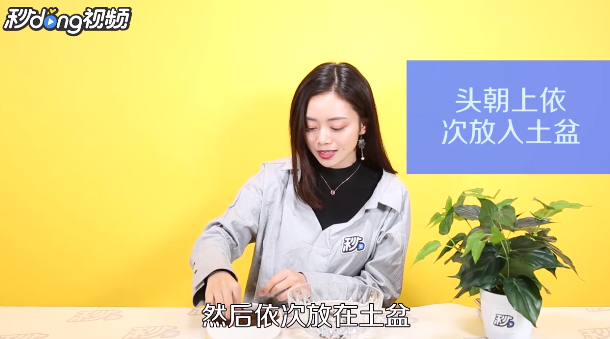 如何用龙眼籽种出盆栽