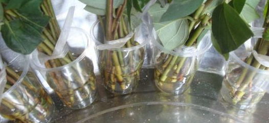 扦插快速生根的简单实用小方法