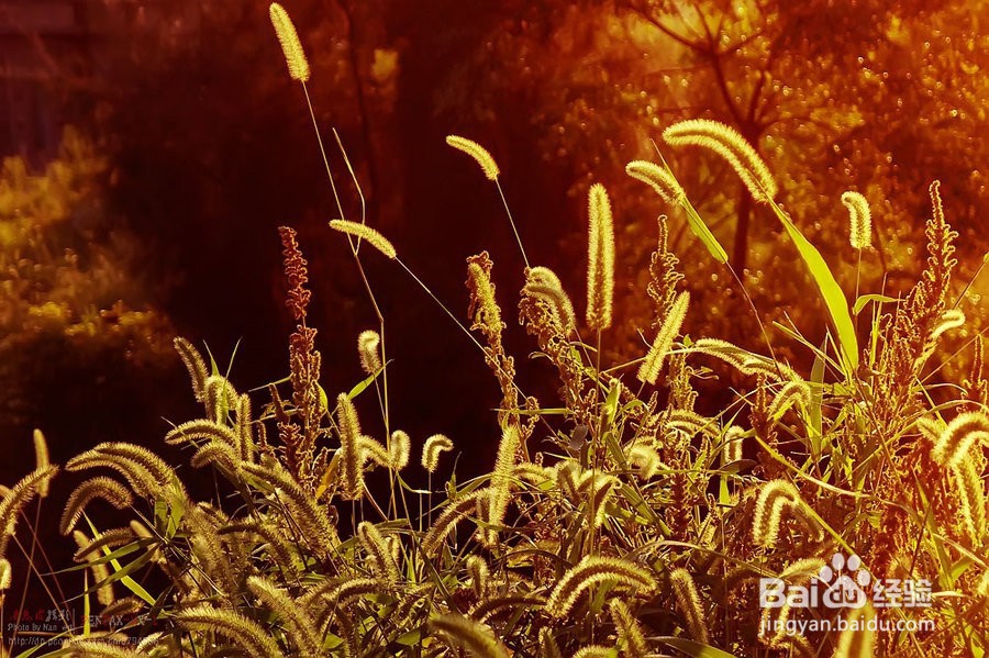 独特的几种“花”的花语