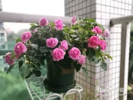 3种花现在养1盆，1个月就开花，一直开到12月