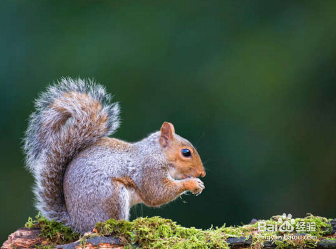 指南金花松鼠饲养