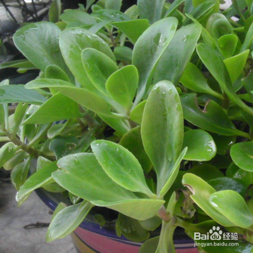 花土里有小飞虫怎么办