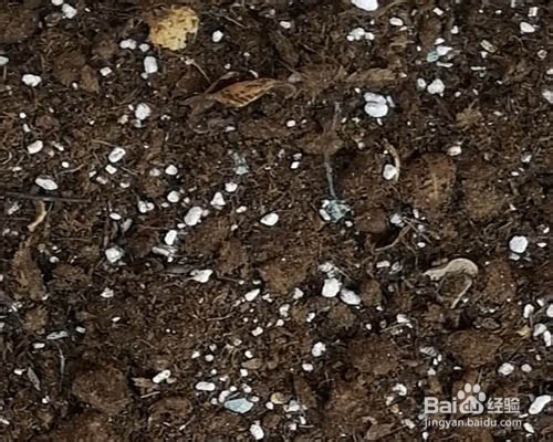 多菌灵怎样给多肉土壤消毒