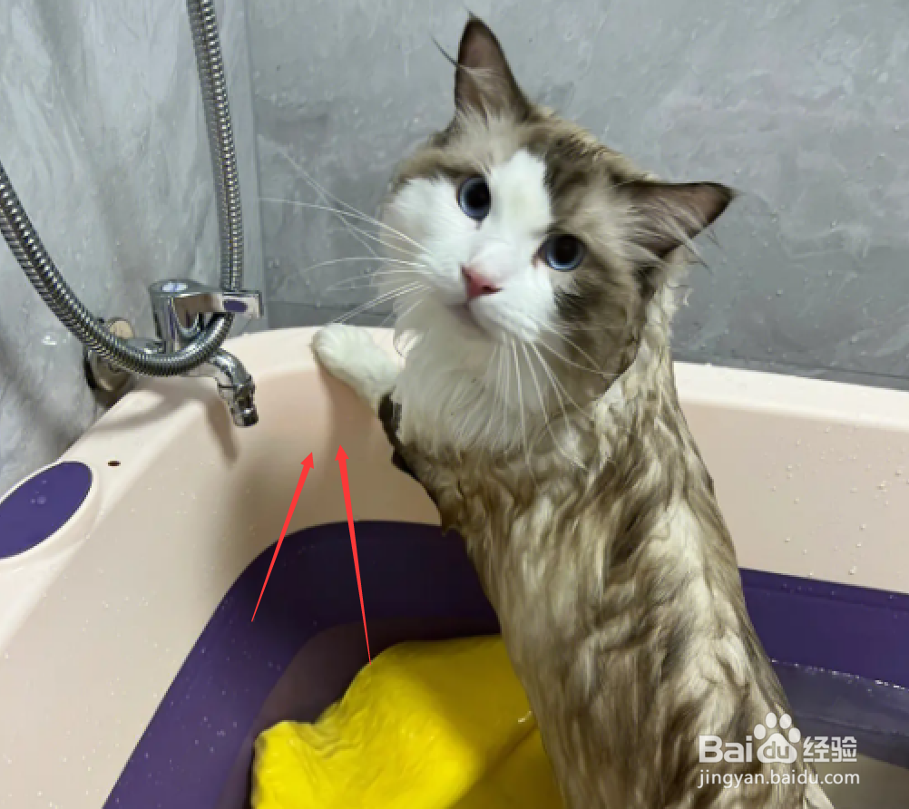 猫洗澡三大禁忌