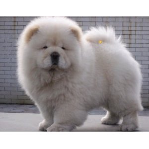 松狮犬大小便的训练