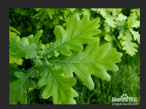 PS小技巧-如何在叶子上制作逼真的水滴